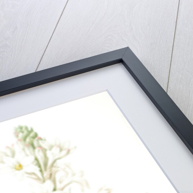 Polianthes tuberosa, Polianthe tubérose; Tuberose by Pierre Joseph Redouté