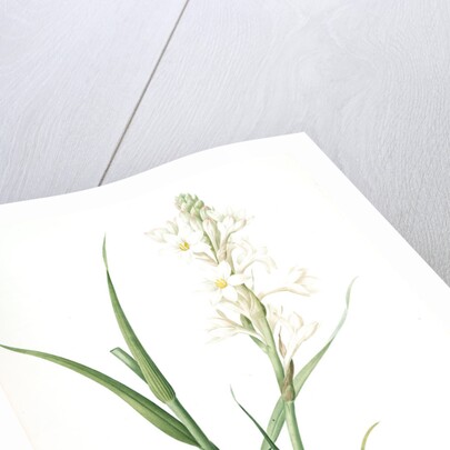 Polianthes tuberosa, Polianthe tubérose; Tuberose by Pierre Joseph Redouté