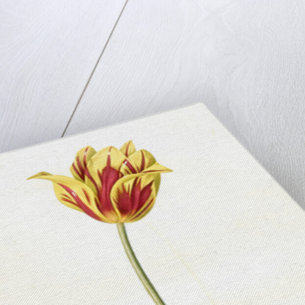Tulipa Gesneriana var. luteo-rubra, Tulip des jardins var. jaune-rouge, Didier's Tulip by Pierre Joseph Redouté