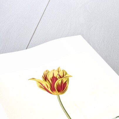 Tulipa Gesneriana var. luteo-rubra, Tulip des jardins var. jaune-rouge, Didier's Tulip by Pierre Joseph Redouté