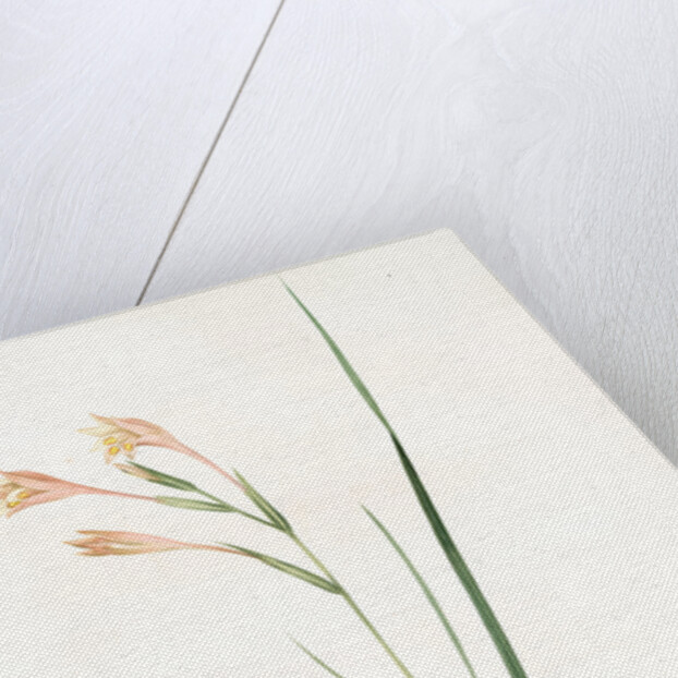 Gladiolus angustus, Glaïeul à feuilles étroites, Narrow-leaved corn flag; Long-tubed painted lady by Pierre Joseph Redouté