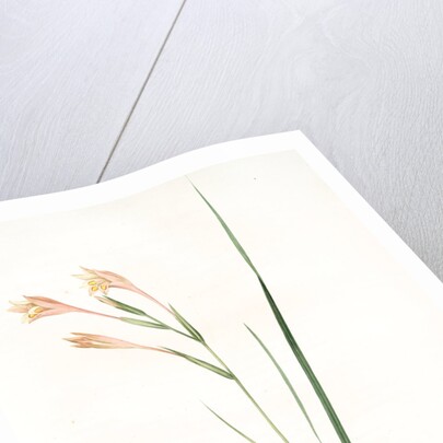 Gladiolus angustus, Glaïeul à feuilles étroites, Narrow-leaved corn flag; Long-tubed painted lady by Pierre Joseph Redouté