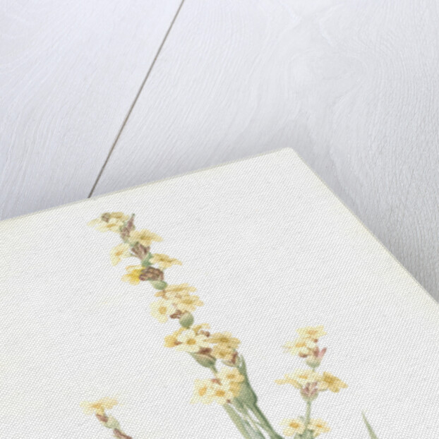 Sisyrinchium striatum, Bermudienne striée, Argentine yellowe-eyed grass; Satin flower by Pierre Joseph Redouté