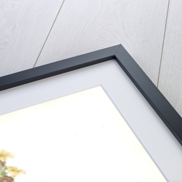 Sisyrinchium striatum, Bermudienne striée, Argentine yellowe-eyed grass; Satin flower by Pierre Joseph Redouté