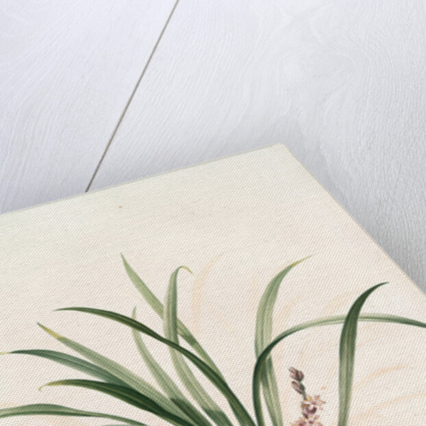 Sansevieria carnea, Reineckia carnea by Pierre Joseph Redouté