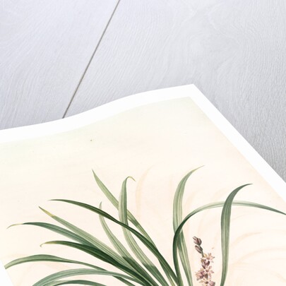 Sansevieria carnea, Reineckia carnea by Pierre Joseph Redouté