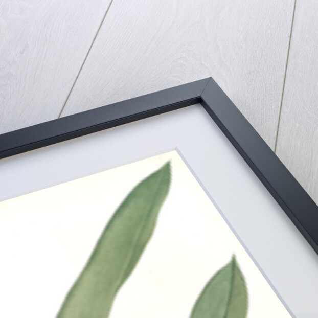 Globba nutans, Alpinia nutans; Globbée pendante., dwarf cardamom; Amomum compactum, Amomum compactum by Pierre Joseph Redouté