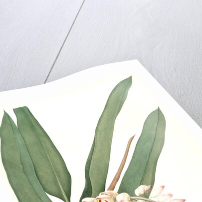 Globba nutans, Alpinia nutans; Globbée pendante., dwarf cardamom; Amomum compactum, Amomum compactum by Pierre Joseph Redouté