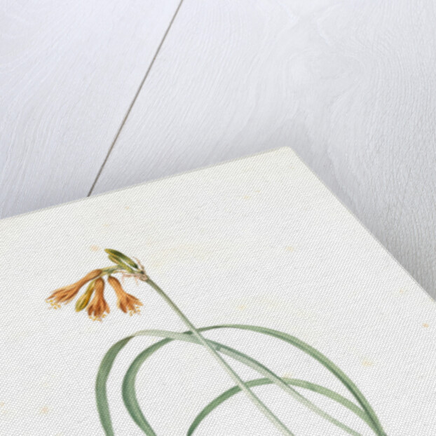 Pancratium croceum, Stenomesson croceum; Pancrace safrané by Pierre Joseph Redouté