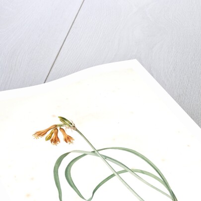 Pancratium croceum, Stenomesson croceum; Pancrace safrané by Pierre Joseph Redouté