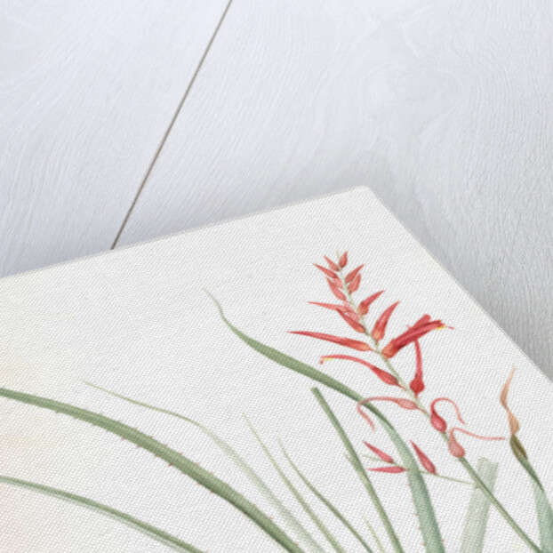 Pitcairnia angustifolia, Pitcairnia á feuille étroite, Pina cortadora by Pierre Joseph Redouté