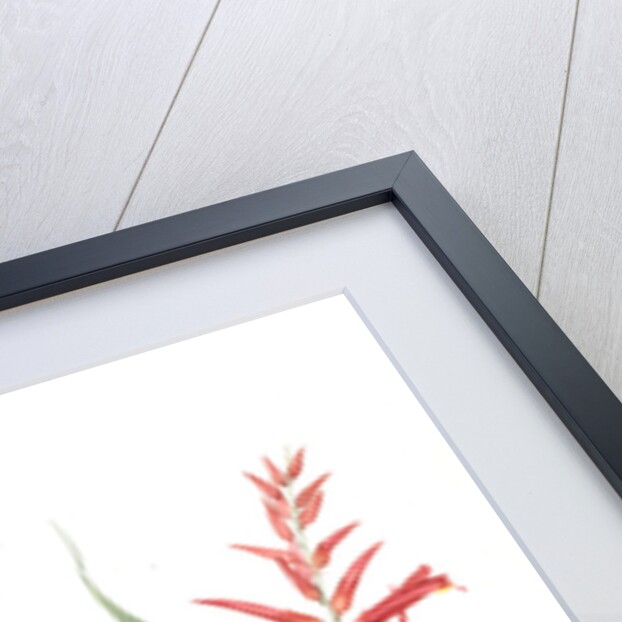 Pitcairnia angustifolia, Pitcairnia á feuille étroite, Pina cortadora by Pierre Joseph Redouté