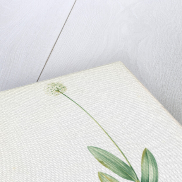 Allium victorialis, Ail victoriale, Victory onion by Pierre Joseph Redouté