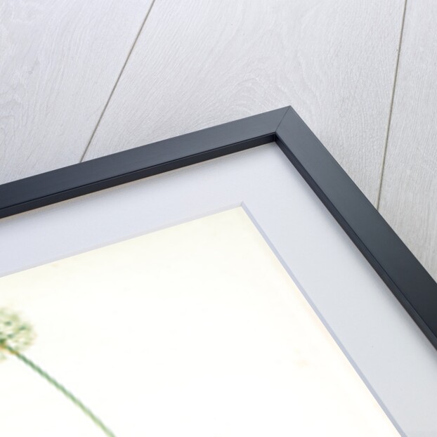 Allium victorialis, Ail victoriale, Victory onion by Pierre Joseph Redouté