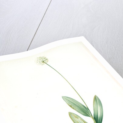 Allium victorialis, Ail victoriale, Victory onion by Pierre Joseph Redouté