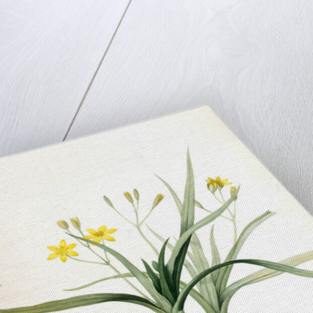 Hypoxis sobolifera, Hypoxis villosa; Hypoxis à rejetons; Star-Grass by Pierre Joseph Redouté