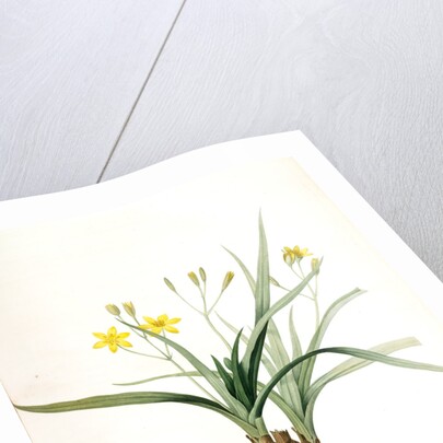 Hypoxis sobolifera, Hypoxis villosa; Hypoxis à rejetons; Star-Grass by Pierre Joseph Redouté