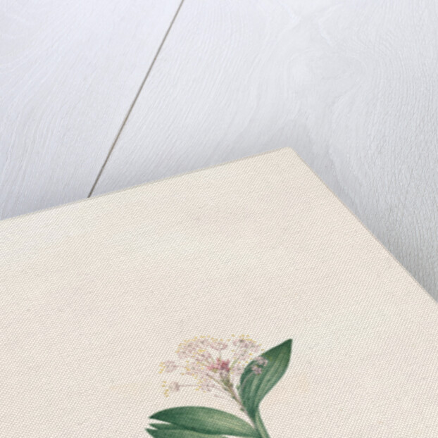 Massonia violacea, Massonie violette by Pierre Joseph Redouté