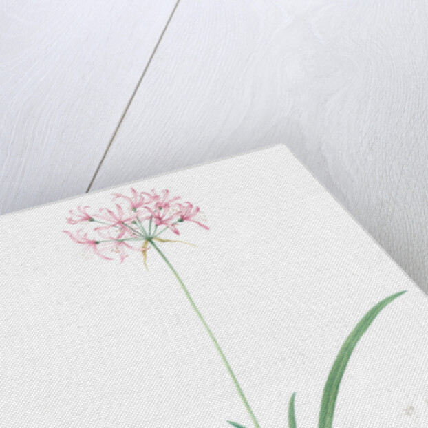 Amaryllis undulata, Nerine undulata; Amaryllis ondulée, Wavy Fairwort by Pierre Joseph Redouté