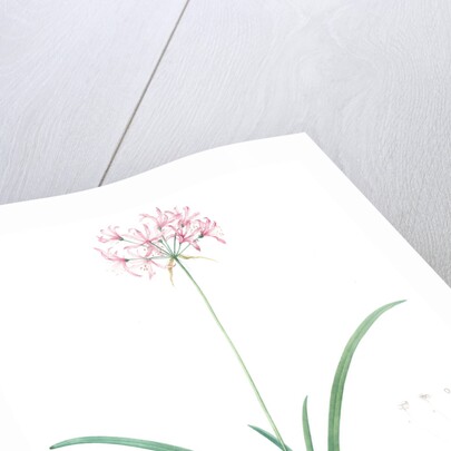 Amaryllis undulata, Nerine undulata; Amaryllis ondulée, Wavy Fairwort by Pierre Joseph Redouté