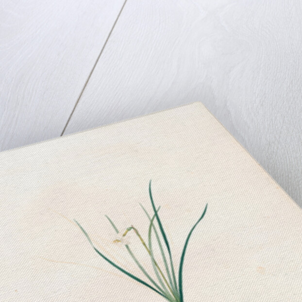 Narcissus pumilus, Narcisse nain by Pierre Joseph Redouté