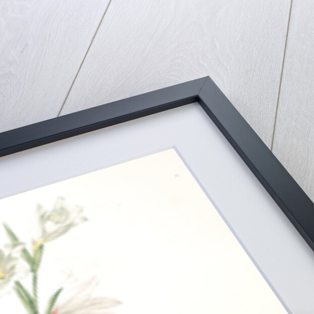 Gladiolus carneus, Glaïeul couleur de chair, Flesh-colored Sword-Lily by Pierre Joseph Redouté