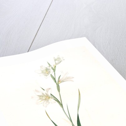 Gladiolus carneus, Glaïeul couleur de chair, Flesh-colored Sword-Lily by Pierre Joseph Redouté