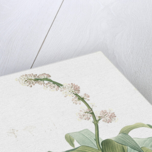 Aletris fragrans, Dracaena sp. Aletris odorant, Corn plant by Pierre Joseph Redouté