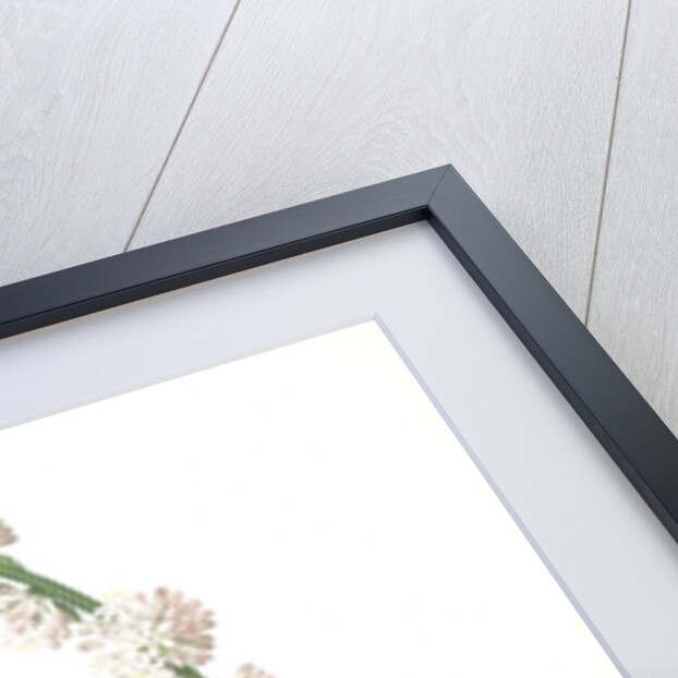 Aletris fragrans, Dracaena sp. Aletris odorant, Corn plant by Pierre Joseph Redouté