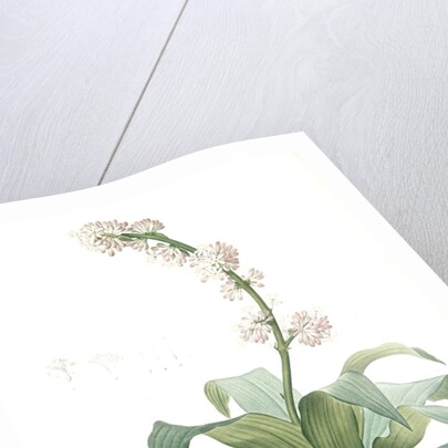 Aletris fragrans, Dracaena sp. Aletris odorant, Corn plant by Pierre Joseph Redouté