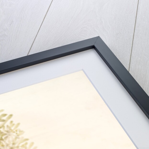 Sansevieria zeylanica, Sanseviera de Ceylan; Devil's Tongue, Ceylon Bowstring hemp by Pierre Joseph Redouté