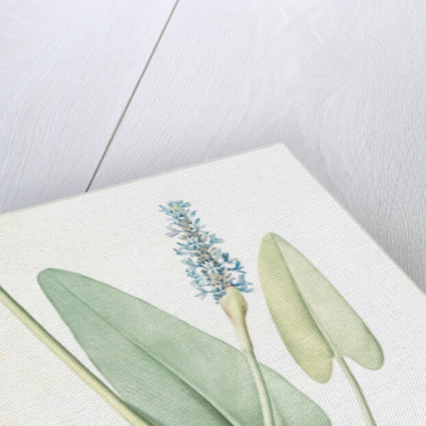 Pontederia cordata, Pontederie en coeur; Pickerel weed, Wampee by Pierre Joseph Redouté
