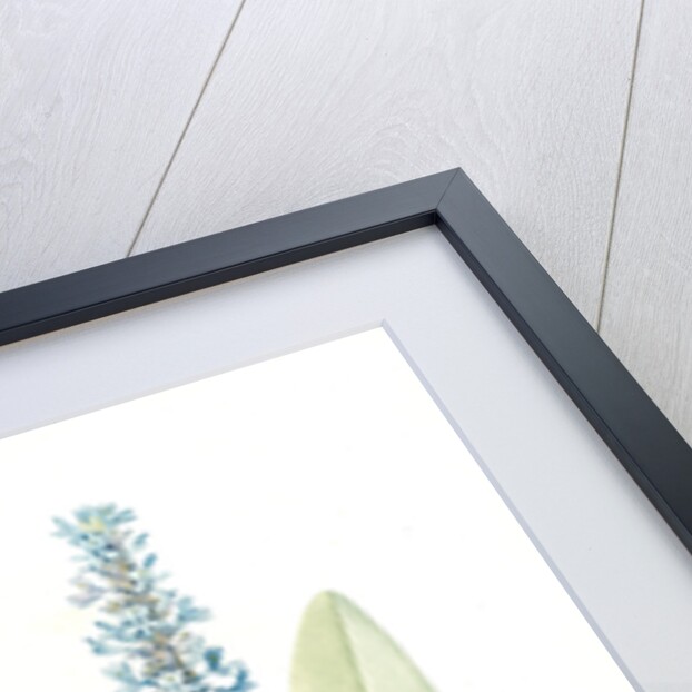 Pontederia cordata, Pontederie en coeur; Pickerel weed, Wampee by Pierre Joseph Redouté