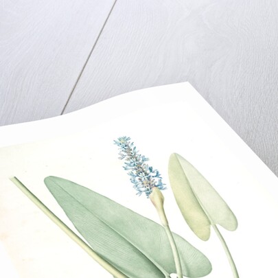 Pontederia cordata, Pontederie en coeur; Pickerel weed, Wampee by Pierre Joseph Redouté
