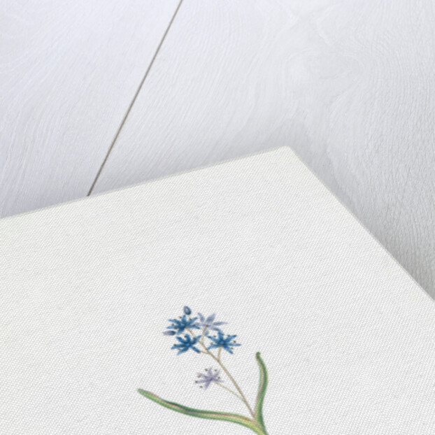 Scilla bifolia, Scille à deux feuilles, Early squill by Pierre Joseph Redouté