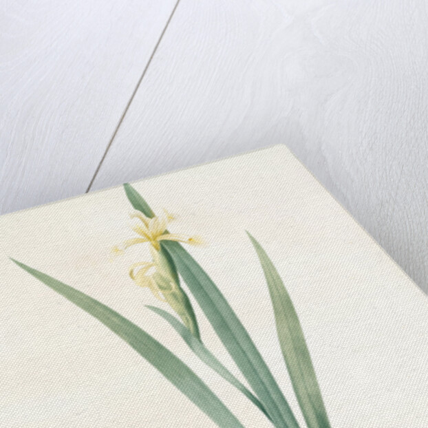 Iris stenogyna, Iris halophila; Iris à stigmates étroits, Long-leaved flag by Pierre Joseph Redouté