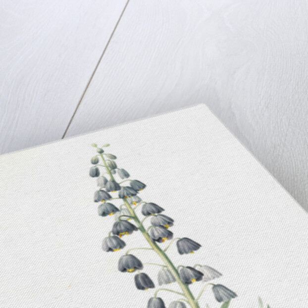 Fritillaria persica, Fritillaire de Perse; Persian Fritillary by Pierre Joseph Redouté