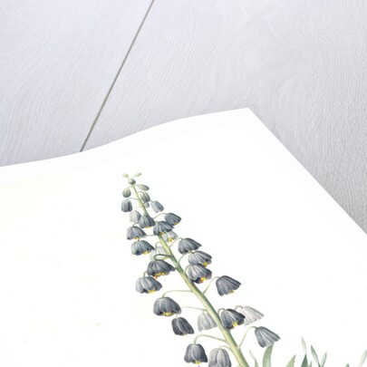 Fritillaria persica, Fritillaire de Perse; Persian Fritillary by Pierre Joseph Redouté