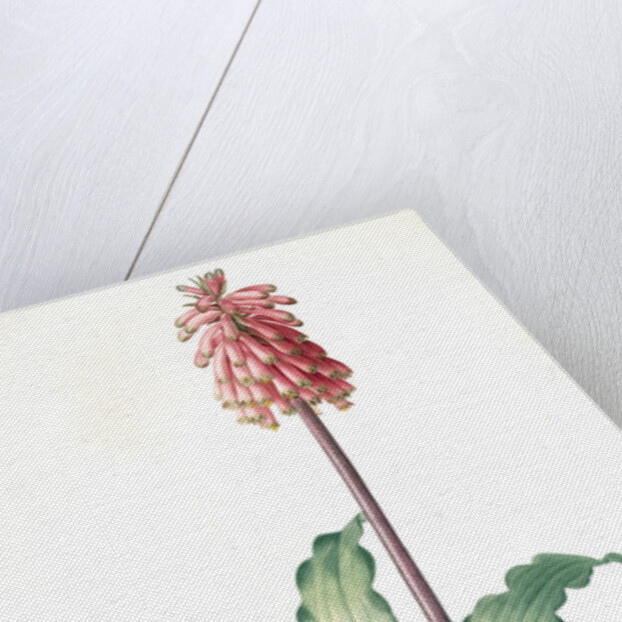 Veltheimia capensis, Veltheimia viridifolia, Green-leaved Forest Lily by Pierre Joseph Redouté