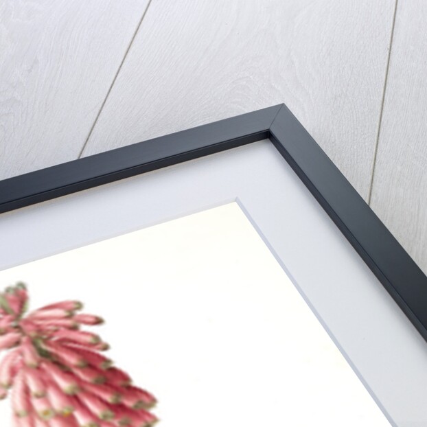 Veltheimia capensis, Veltheimia viridifolia, Green-leaved Forest Lily by Pierre Joseph Redouté