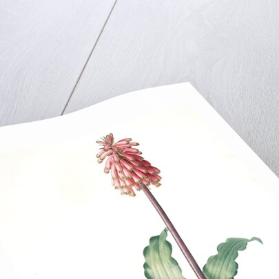 Veltheimia capensis, Veltheimia viridifolia, Green-leaved Forest Lily by Pierre Joseph Redouté