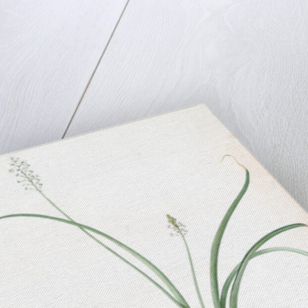 Hyacinthus romanus, Jacinthe d'Italie, Roman Hyacinth by Pierre Joseph Redouté