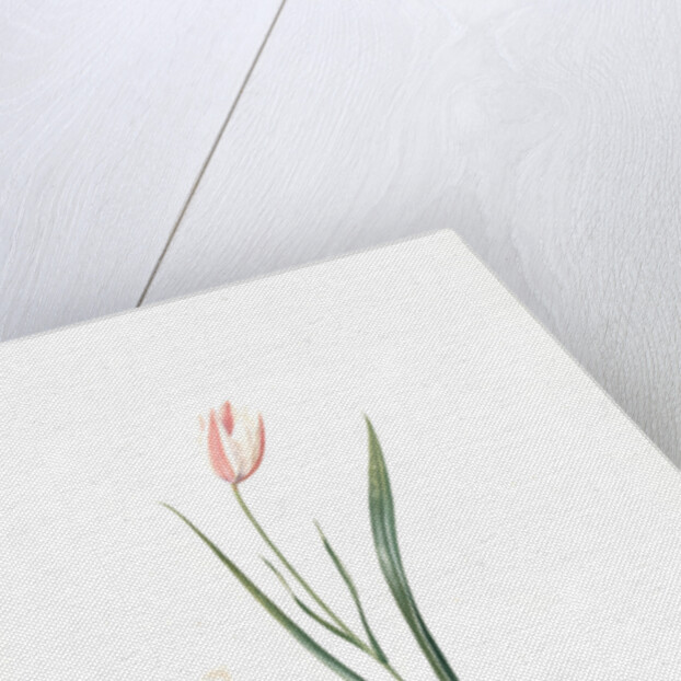 Tulipa Clusiana, Tulipe de l'Ecluse, Lady Tulip by Pierre Joseph Redouté