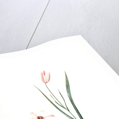 Tulipa Clusiana, Tulipe de l'Ecluse, Lady Tulip by Pierre Joseph Redouté