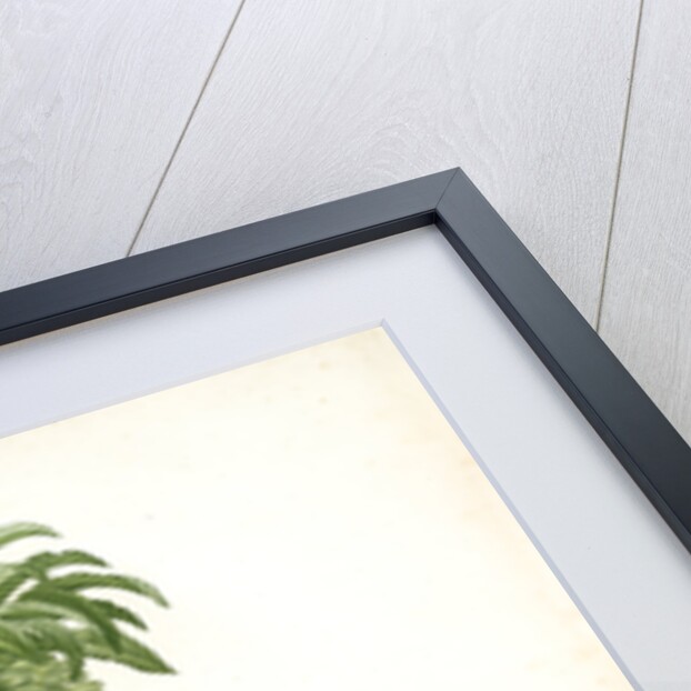 Eucomis regia, Eucomis royale, Pineapple Lily by Pierre Joseph Redouté