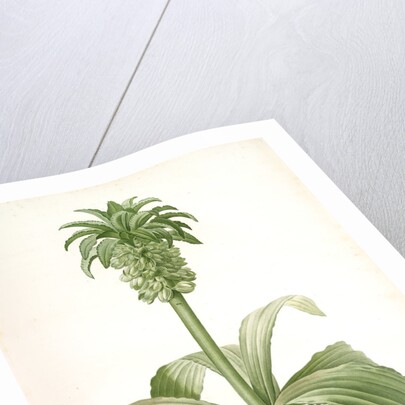 Eucomis regia, Eucomis royale, Pineapple Lily by Pierre Joseph Redouté