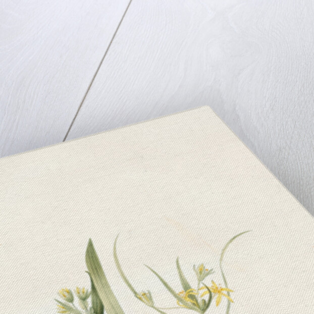 Ornithogalum luteum-O. minimum, Gagea sp; Ornithogale jaune; Ornithogale nain by Pierre Joseph Redouté