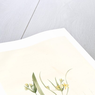 Ornithogalum luteum-O. minimum, Gagea sp; Ornithogale jaune; Ornithogale nain by Pierre Joseph Redouté