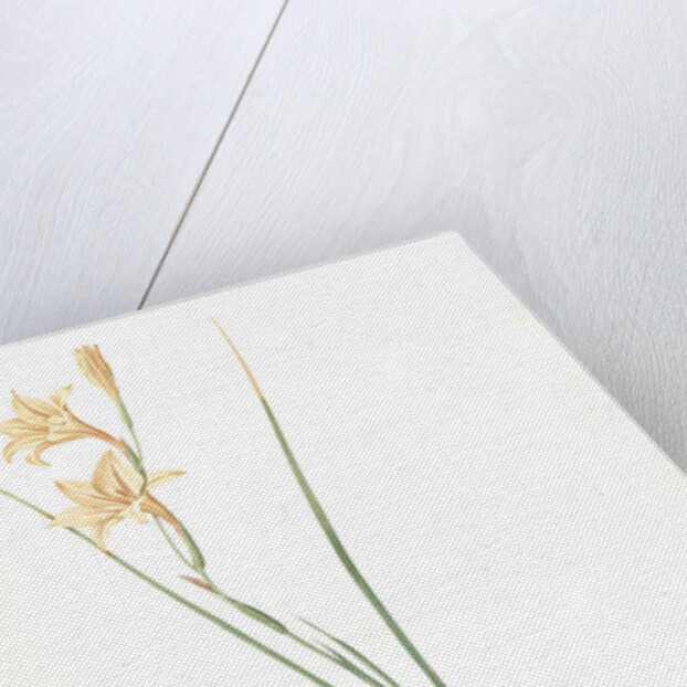 Gladiolus tristis, Glaïel ondulé, Marsh Afrikaner; Square-leaved Corn-flag by Pierre Joseph Redouté