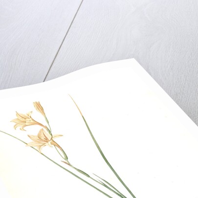 Gladiolus tristis, Glaïel ondulé, Marsh Afrikaner; Square-leaved Corn-flag by Pierre Joseph Redouté